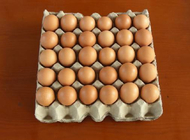 Small Capacity Paper Egg Tray Machine With Aluminum Molds Easy Operation