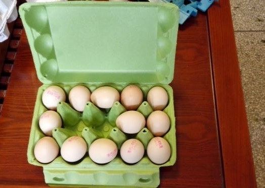 Paper Egg Tray Machine Small Capacity Convenient Installation Egg Tray Production Line for Egg Carton Making