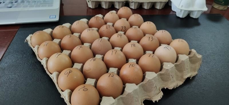 Small Scale Making Forming 2000 pcs Paper Egg Tray pulp egg carton Machine